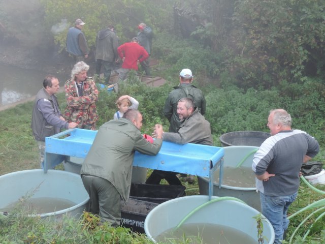 Výlov Dlouhé 2014